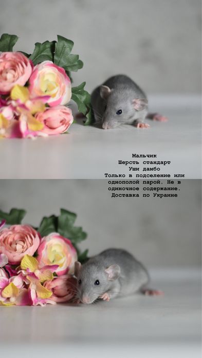 Малыши крысята голубого окраса дамбо