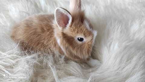 królik miniaturka króliki miniaturki karzełki