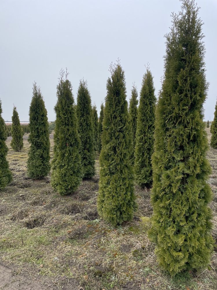 Tuja szmaragd smaragd duża 250cm