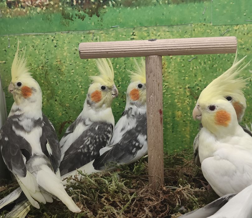 Nimfy woliera zewnetrzna