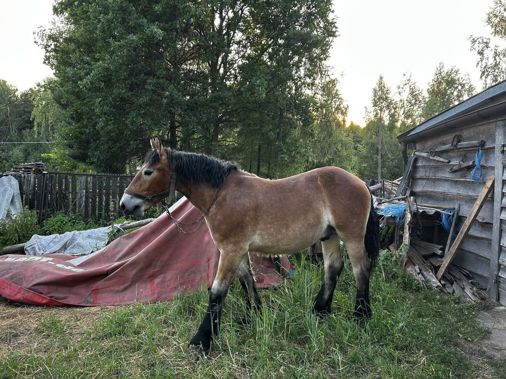 Ogier Zimnokrwisty 12 miesięcy