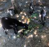 Cabras Anãs ( mãe e filhas)