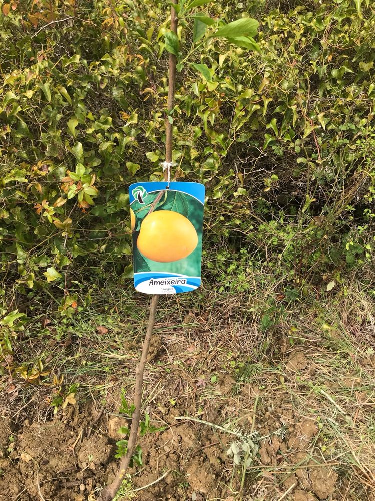Terreno rustico em Mafra