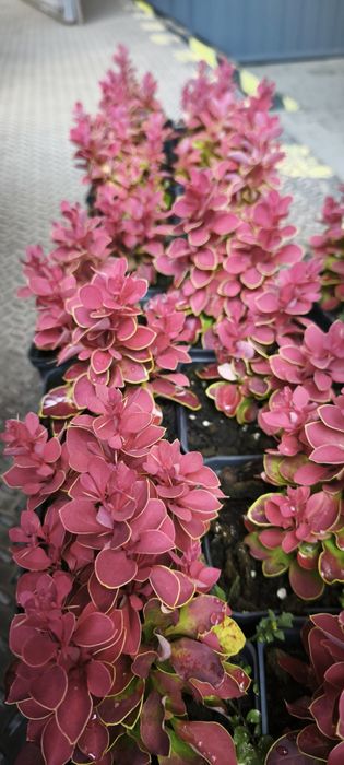 Барбарис червоний Рубі Стар