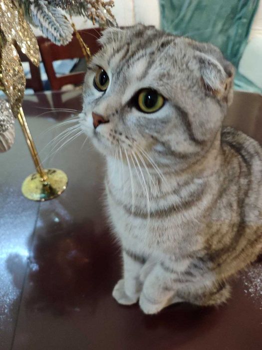 В'язка кота шотландський висловухий колір сріблястий таббі