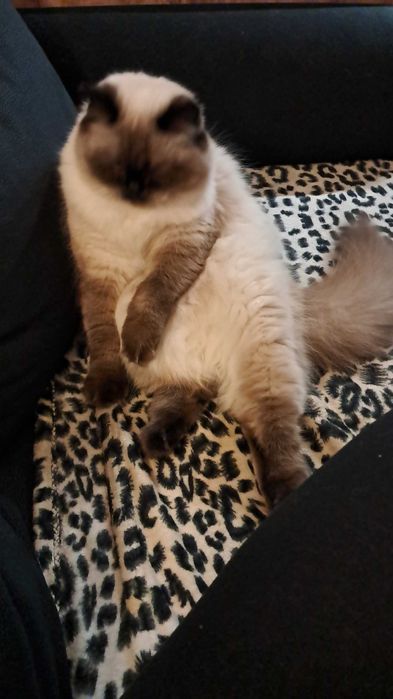 Pers himalajski do adopcji