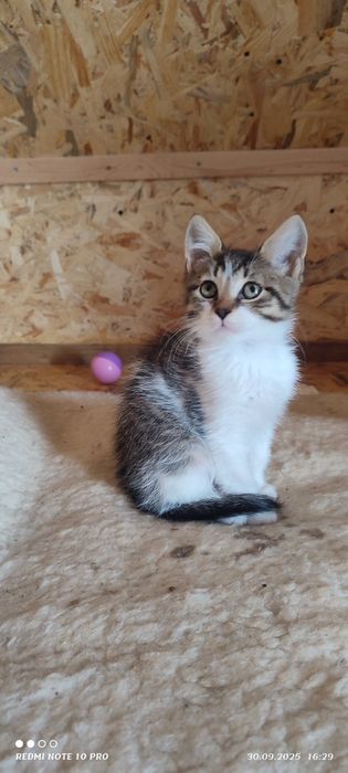 Віддамо у добрі руки кошеняток хлопчика і дівчинку