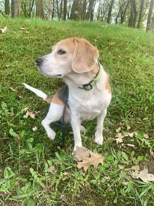 Oddam psa - suczka w typie rasy Beagle