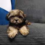 Piesek rasy Shih Tzu bicolor