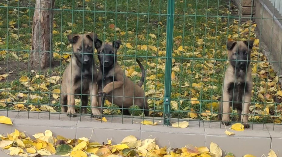 Бельгийская овчарка. Девочка.