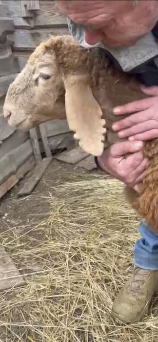 Продажа ягнят гиссарской породы баранов