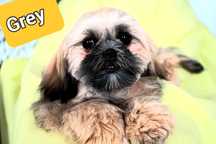 Shih-Tzu IV pok.rod sobolowy OKAZJA