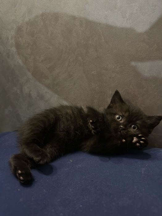 Кошенятко дівчинка