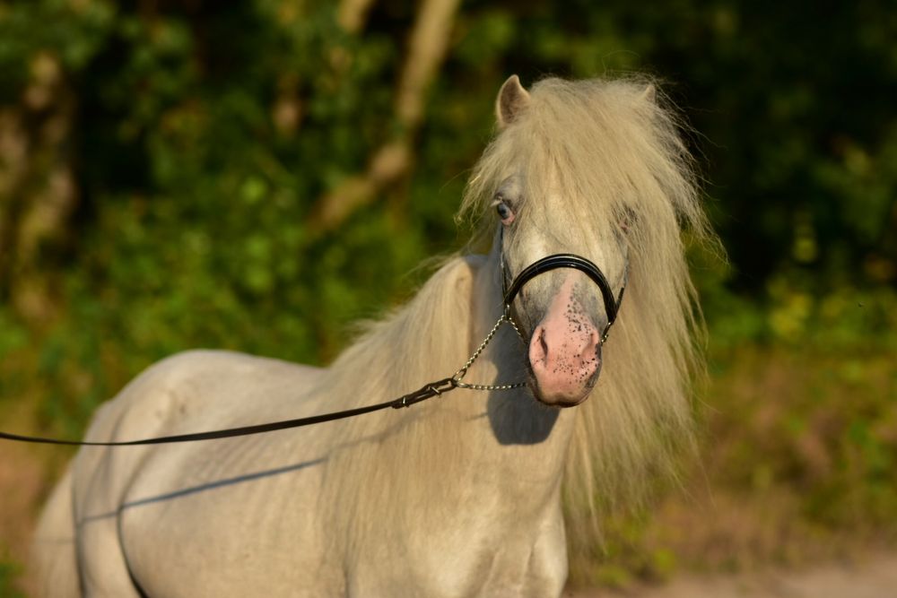 Kuc kucyk koń miniaturowy wyjątkowa maść homozygotyczny tarant