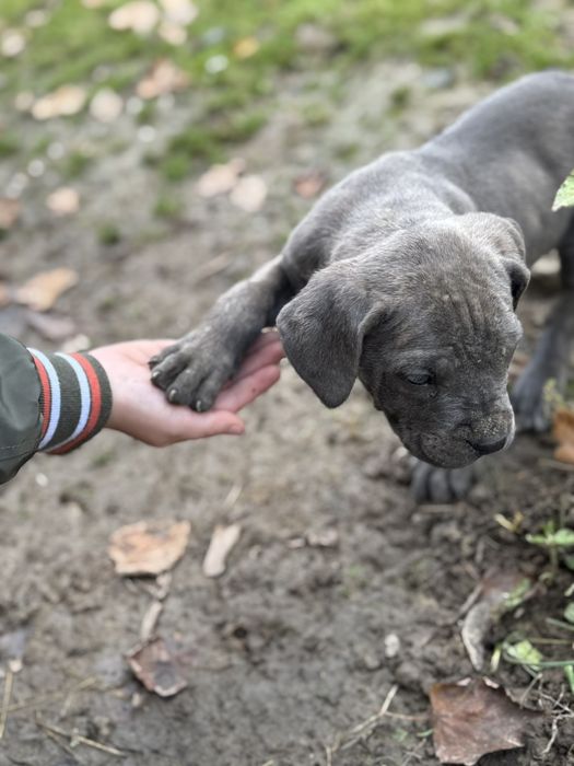 Кане корсо на продажу