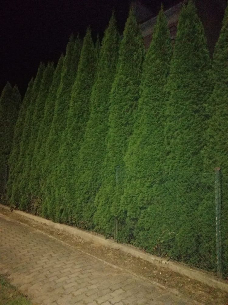 30zł Tuje Szmaragdowe 160-250cm Krzewy Iglaste. Duża ilość. Okazja !!