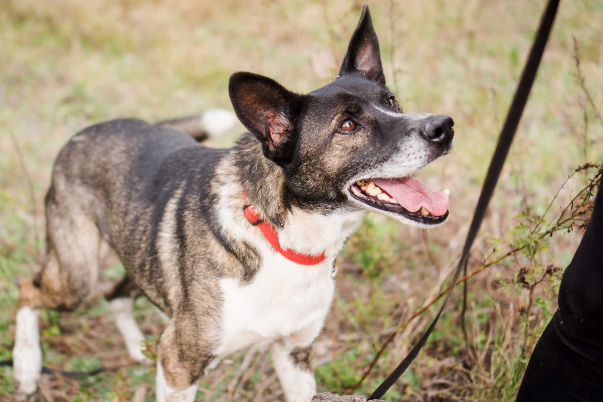 10 letni Salto do adopcji!