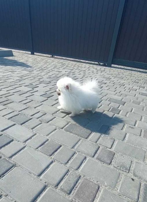 Померанський шпиц мальчик