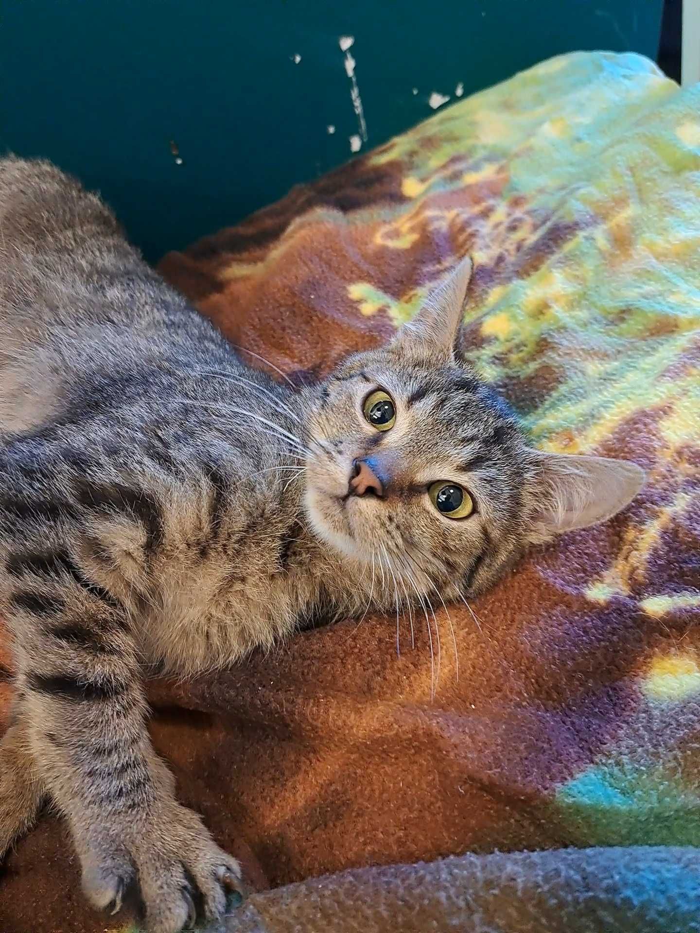 Kruszynka, młodziutka kotka do adopcji