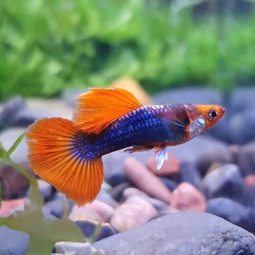 GB Gupik Tuxedo-KOI - ryba krajowa