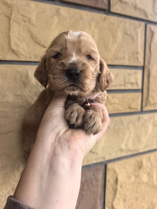 Śliczny szczeniak cocker spaniel