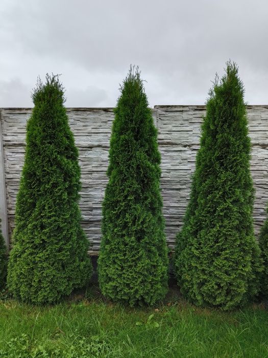 Ładne gęste wysokie 2,5 m tuje thuje