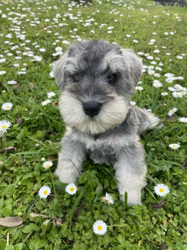 Schnauzer miniatura sal e pimenta