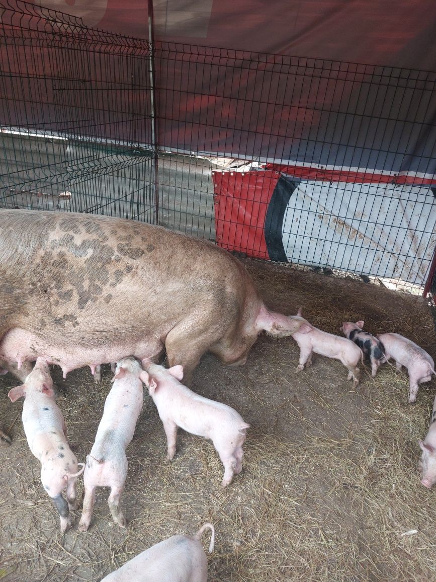 Leitões pietran machos e fêmeas