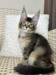 Viking-kocurek Maine Coon