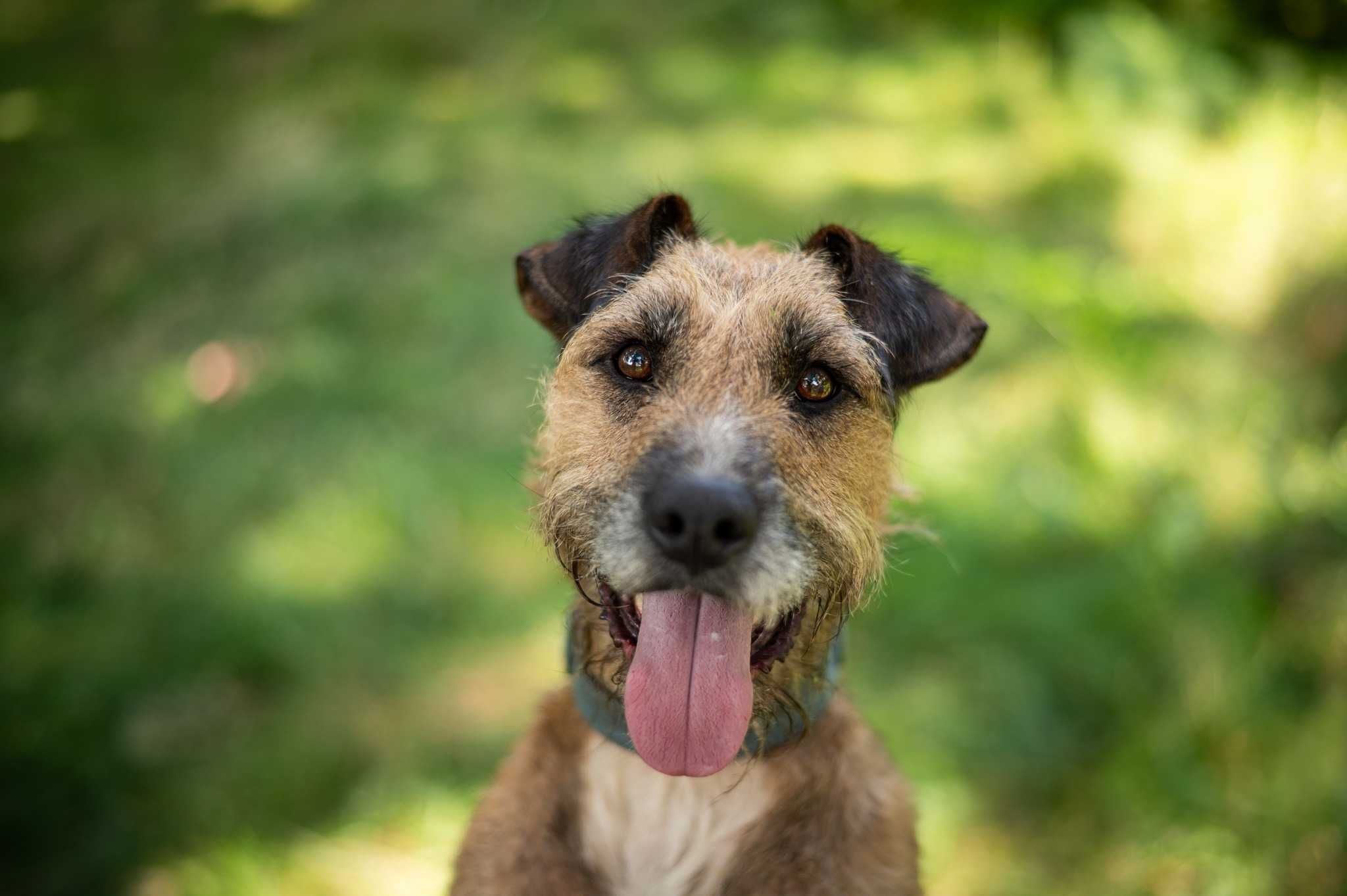 Aktywny, przyjazny, podobny do terrierka - Benji szuka domu