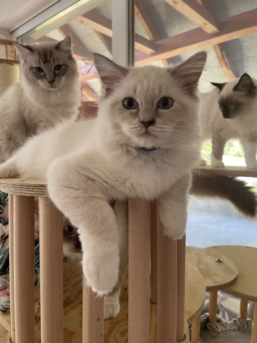 Ragdoll lynx seal blue przytulaski