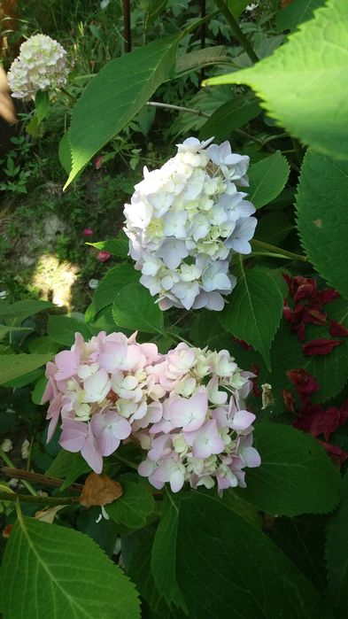 Гортензия  крупнолистная хамелеон в горшках