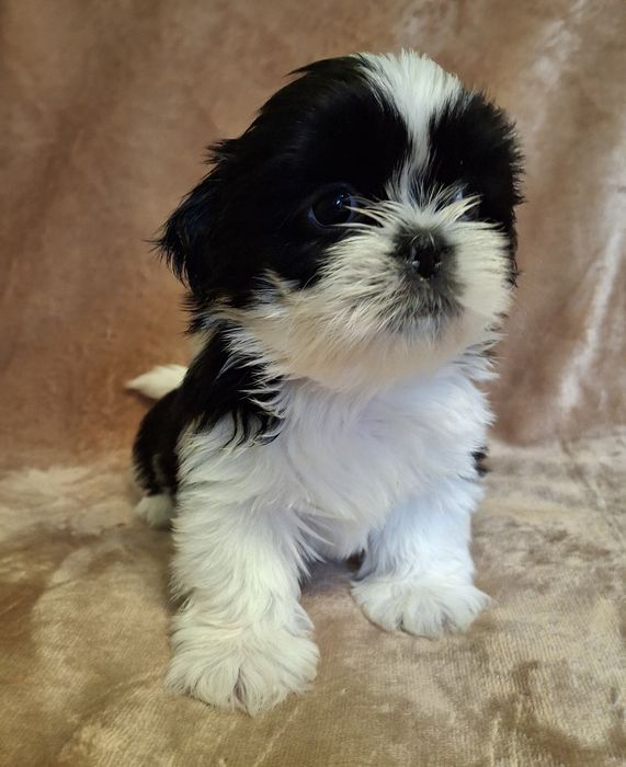 Sunia Shih Tzu rezerwacja