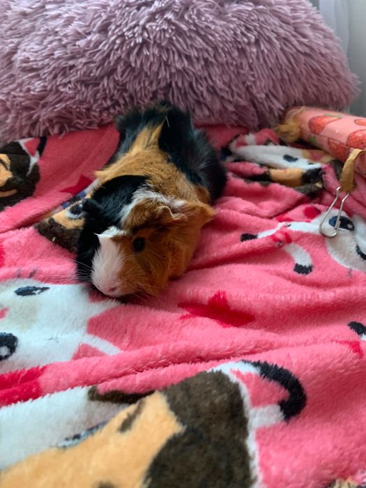 Oddam świnki morskie w dobre ręce