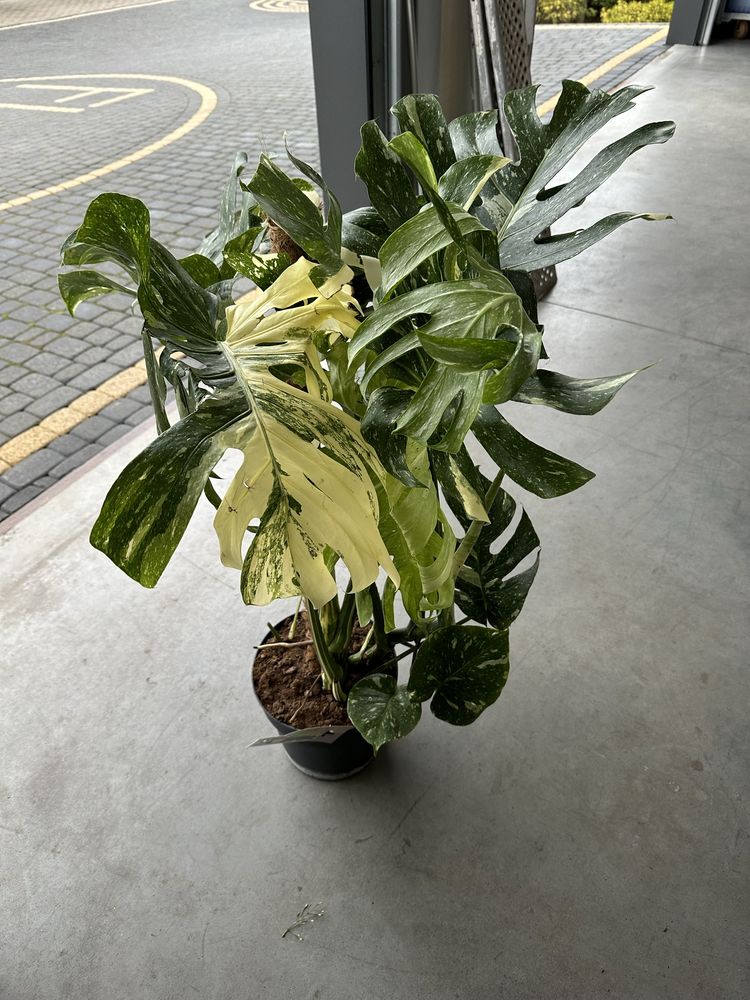 Monstera Thai Constelation