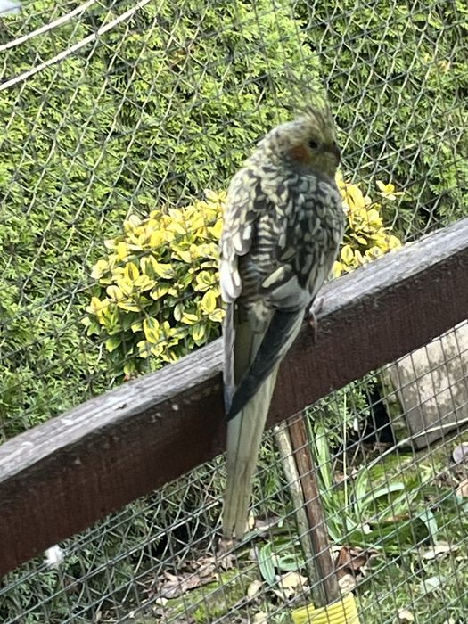 Zwierzeta szukaja nowej woliery