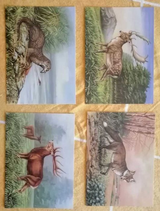 Animais Selvagens no seu habitat - 8 Postais - Envio Grátis