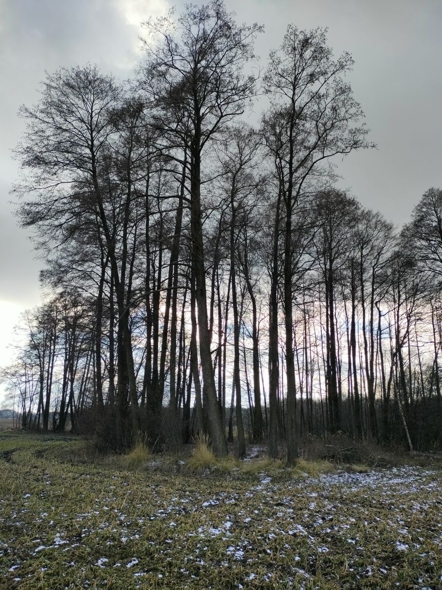 Sprzedam olchę tartaczną