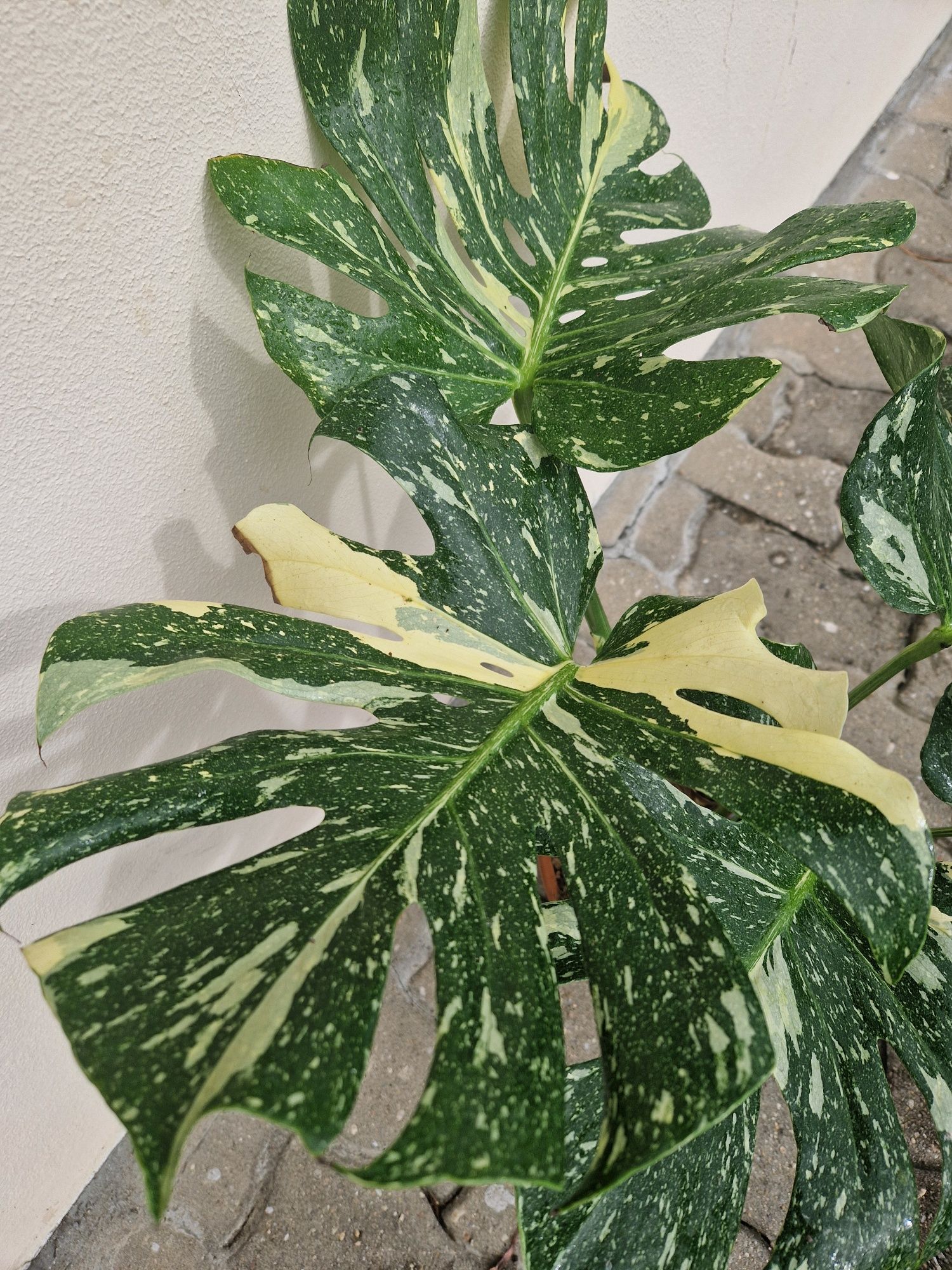 Monstera Thai Constellation