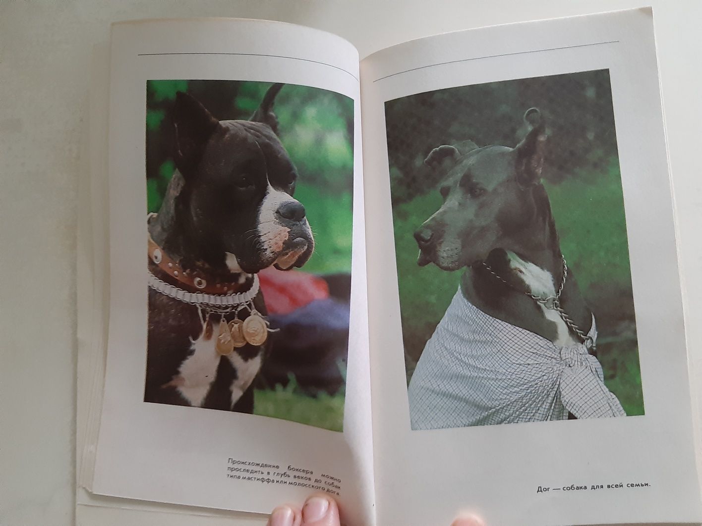 Книга "Собаки и кошки в одной обложке".