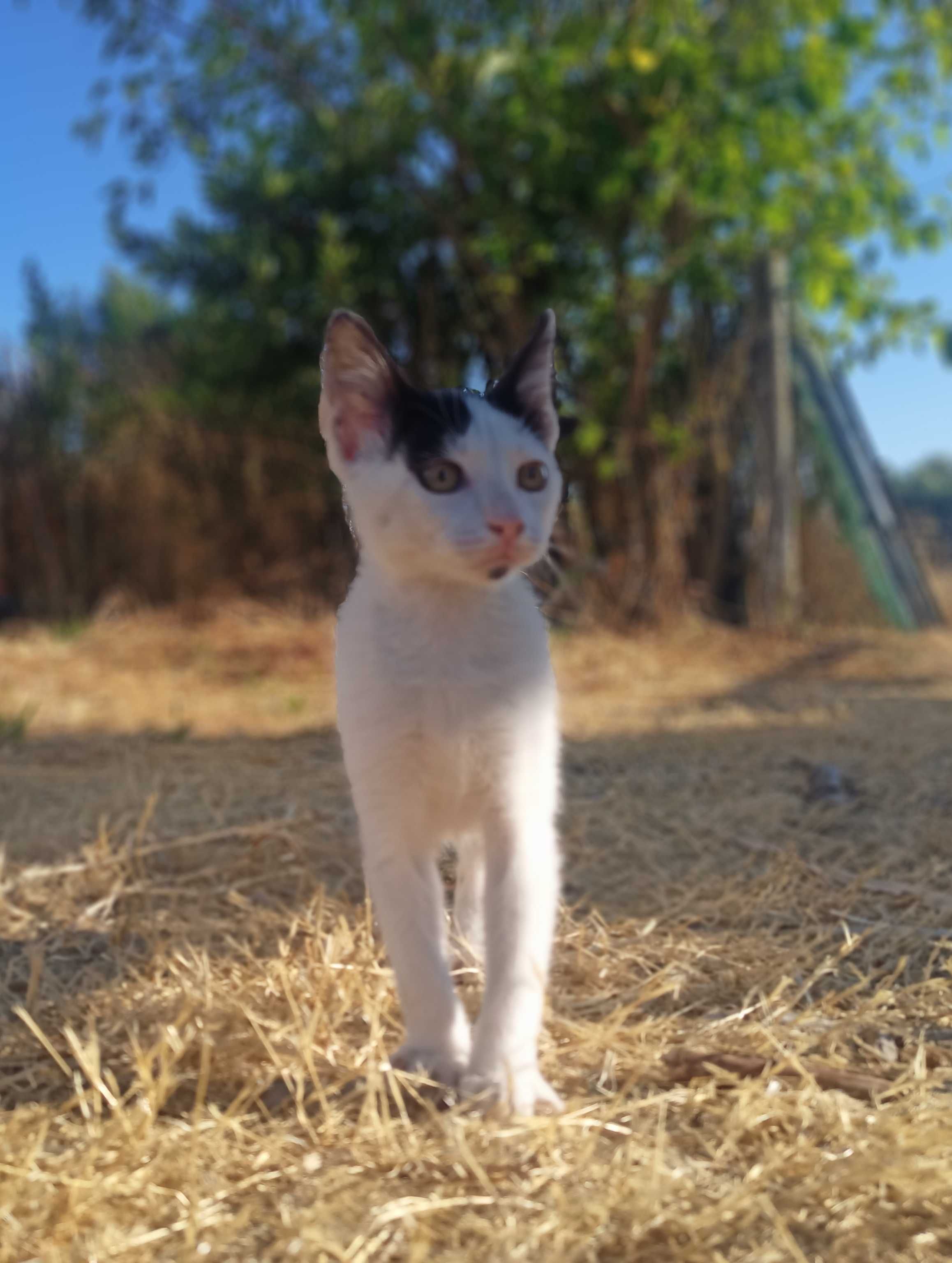 Gatinha bebé muito meiga e companheira