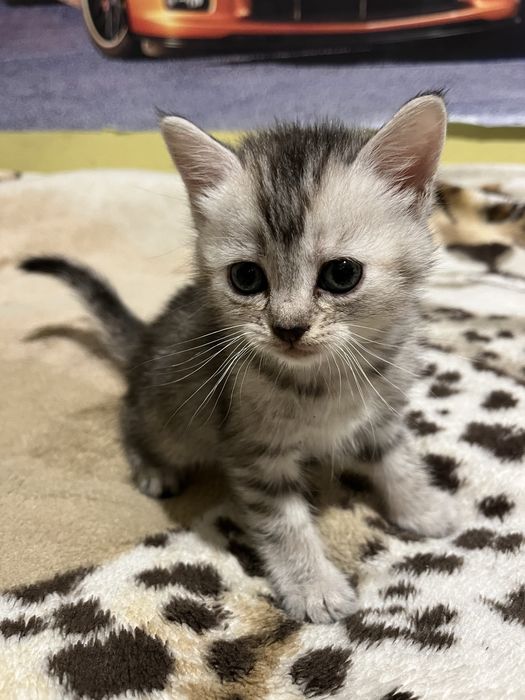 Віддам котиків у добрі руки