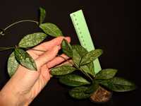 Хойї Хойя Hoya Crassipetiolata from Vietnam Splash Leaves