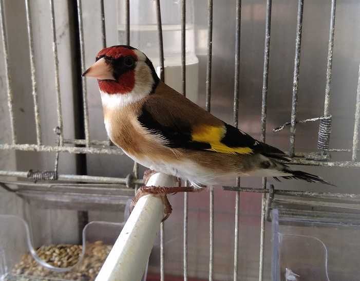 Aves da Fauna Anilhadas