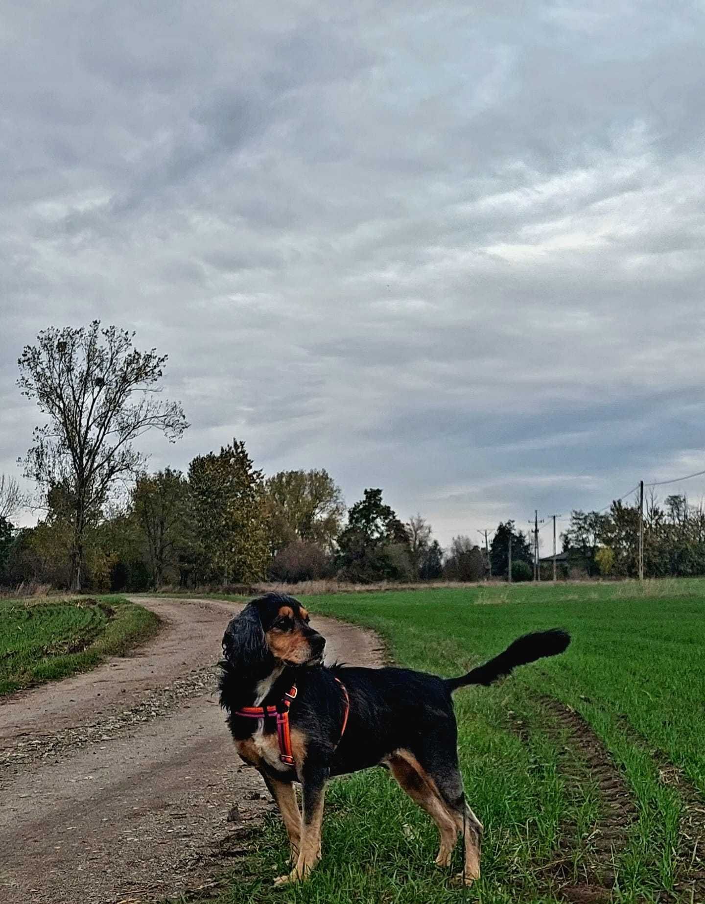 Nela szuka domu, suczka, cocker spaniel