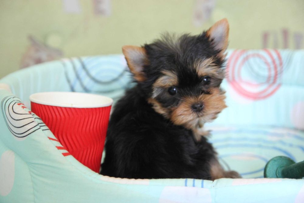 Хлопчики та дівчатка йорки