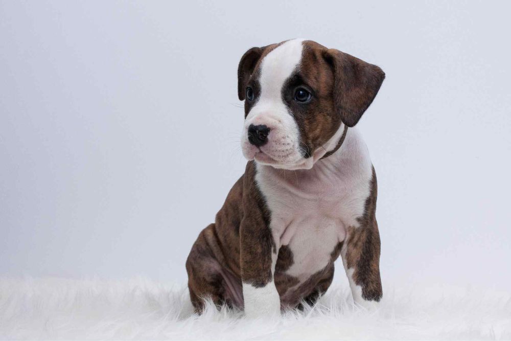 Amstaff FCI/ZKWP szczenieta American Staffordshire Terrier