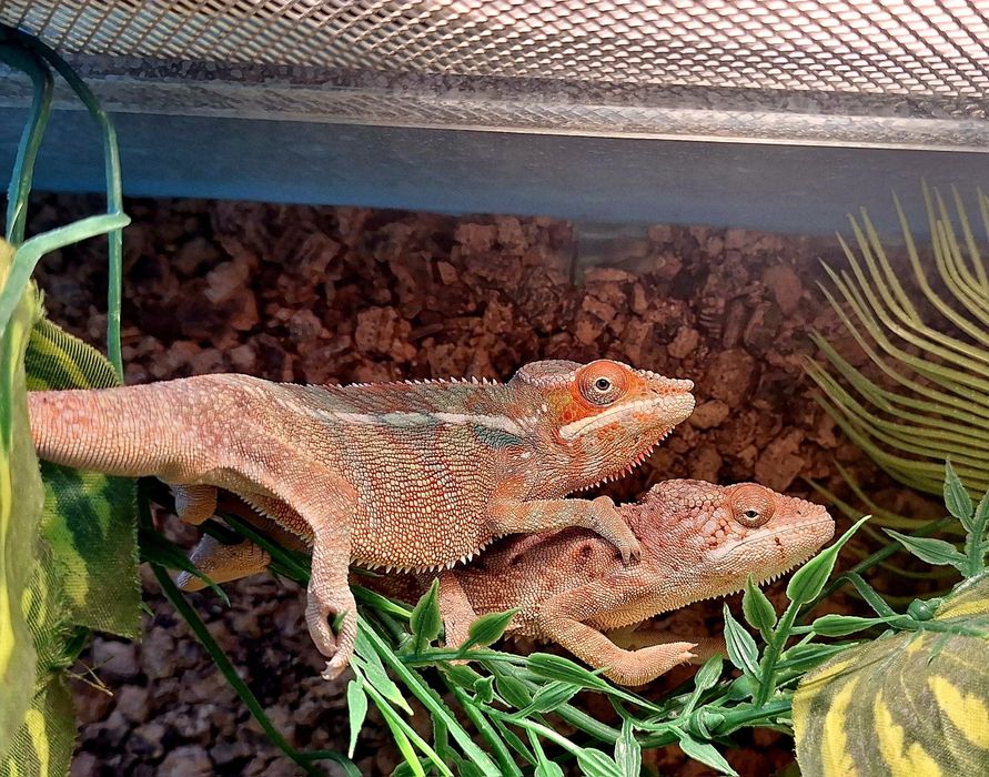 Jaszczurki jaszczurka kameleon