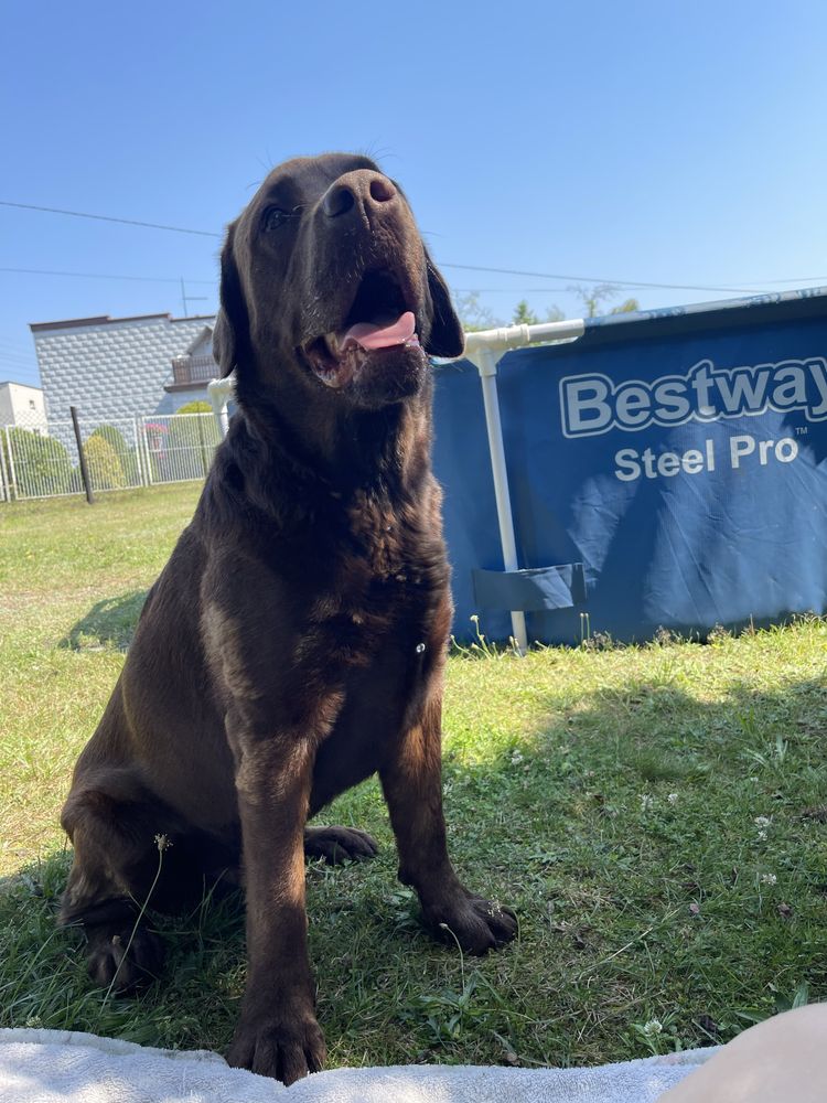 Labrador szuka dobrego domu !