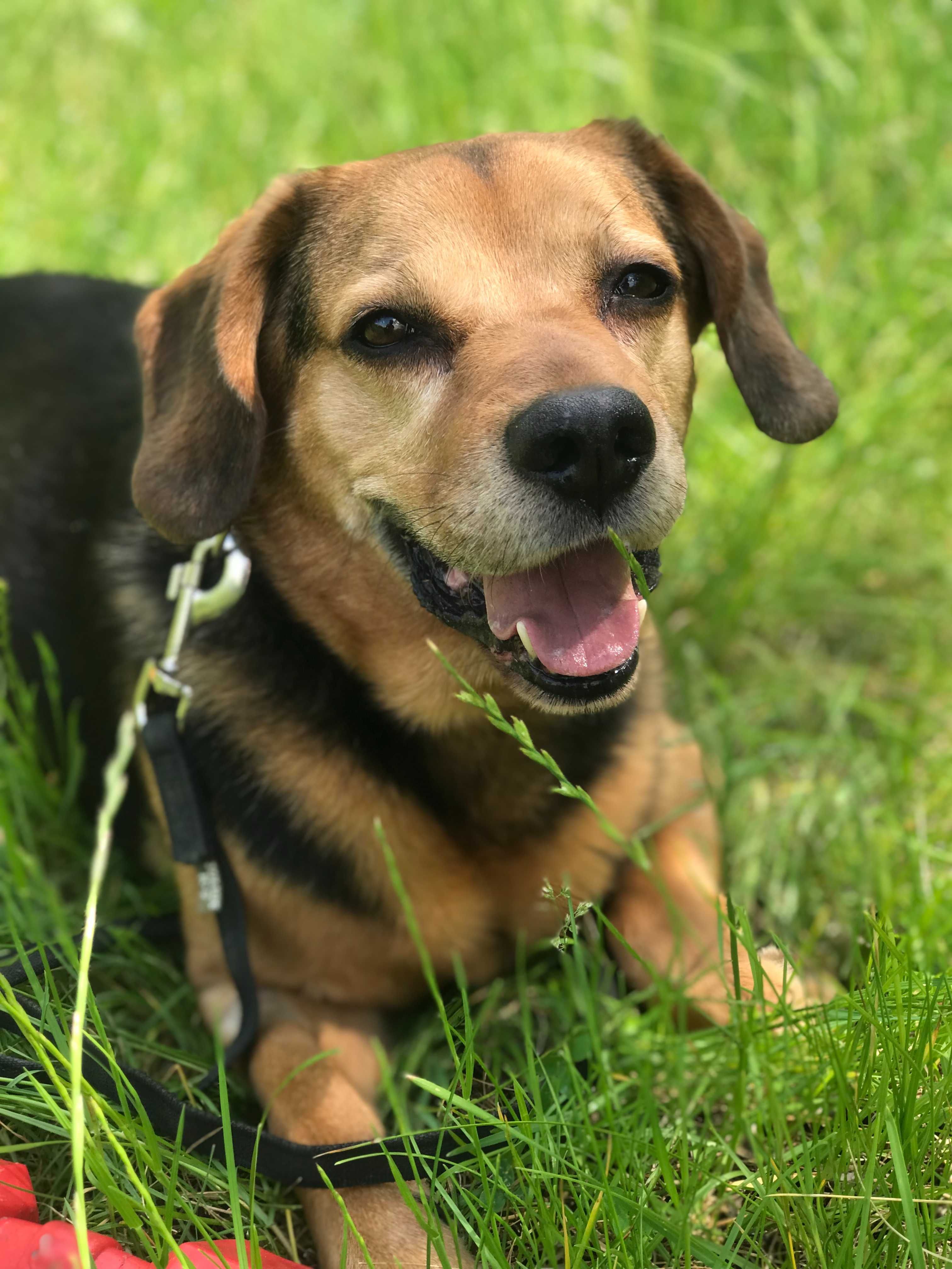 Świetny, zawsze uśmiechnięty Kajtek w typie beagle czeka na Ciebie!